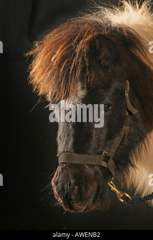 Pezzati pony Shetland puledro Foto Stock