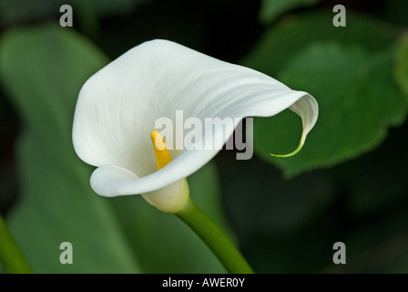 Arum lily in giardino Foto Stock