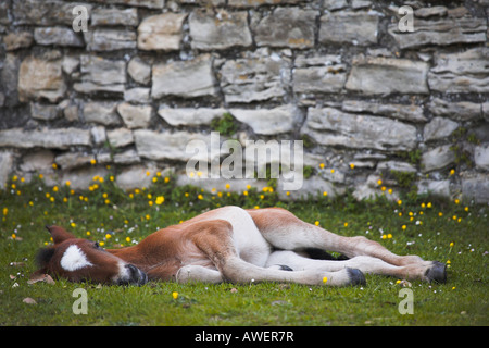 Giovane puledro dormire fuori Beaulieu Abbey pareti, Nuova Foresta Foto Stock