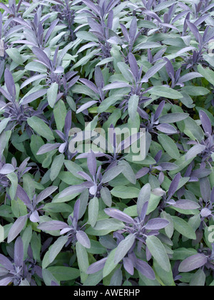 Comune di salvia (Salvia officinalis purpurascens "') Foto Stock