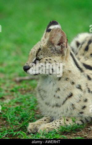 Sud Africa parco privato Serval Felis serval Foto Stock