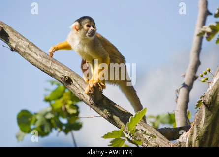 Nero-capped Scimmia di scoiattolo (Saimiri boliviensis) presso lo zoo di Hellbrunn, Salisburgo, Austria, Europa Foto Stock