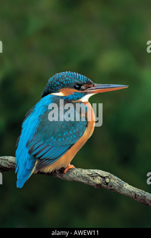 Martin pescatore Alcedo atthis inverno femmina Hayle Cornwall Febbraio 2005 Foto Stock