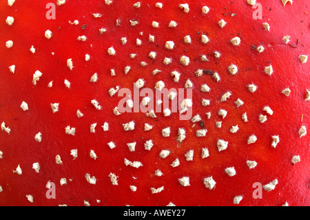 Fly Agaric amanita muscaria close up del tappo a Beacon Hill Leicestershire Ottobre 2005 Foto Stock