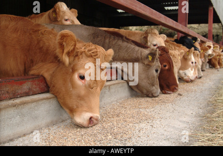 Line-up di bovini da carne mangiare mangime attraverso un lato aperto farm stalla. Foto Stock