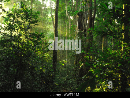 Luce del sole che filtra attraverso la foresta pluviale di monsone all'alba nel Parco Nazionale di Khao Yai, Thailandia Foto Stock