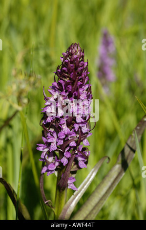 Common Spotted Orchid (Orchis fuchsii) Foto Stock