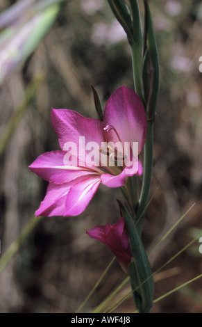 Close up wild Gladioli Gladiolus fiore Foto Stock