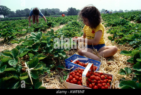 Bambino raccolta fragole scegliere uno schema proprio Foto Stock