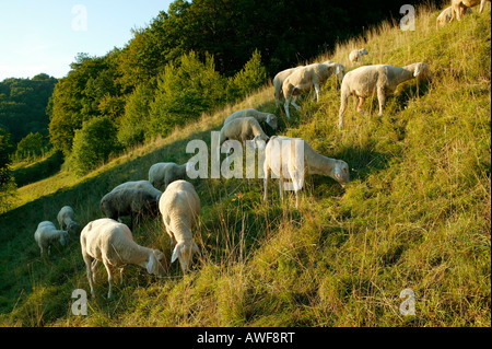 Pecore al pascolo su un pascolo vicino Aschau sul fiume Inn, Alta Baviera, Baviera, Germania, Europa Foto Stock