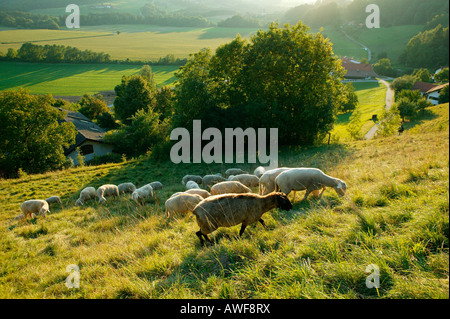 Pecore al pascolo su un pascolo vicino Aschau sul fiume Inn, Alta Baviera, Baviera, Germania, Europa Foto Stock