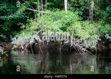 Paesaggio della foresta pluviale, rive del fiume Kamuni, Guyana, Sud America Foto Stock