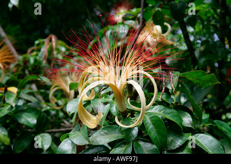 Fiume laandscape, fiore tropicale nella foresta pluviale, Guyana, Sud America Foto Stock