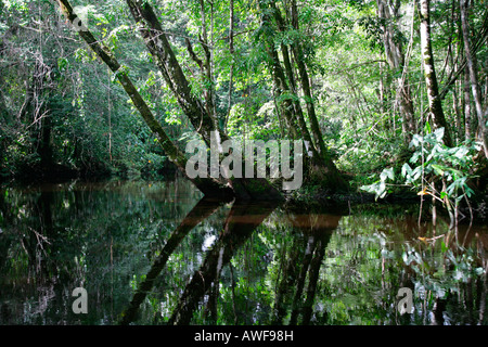 Il paesaggio lungo il fiume presso il fiume Kamuni, rain forest della Guayana, Sud America Foto Stock