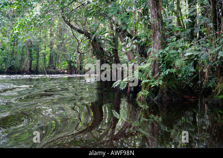 Riverside paesaggio, Kamuni fiume nella Guayana foresta pluviale, Sud America Foto Stock