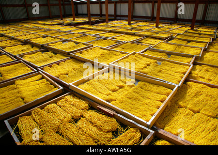 Pasta precotta steso a secco, fabbrica di pasta alimentare, Demerara Provincia, Guyana, Sud America Foto Stock