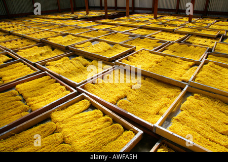 Pasta precotta steso a secco, fabbrica di pasta alimentare, Demerara Provincia, Guyana, Sud America Foto Stock