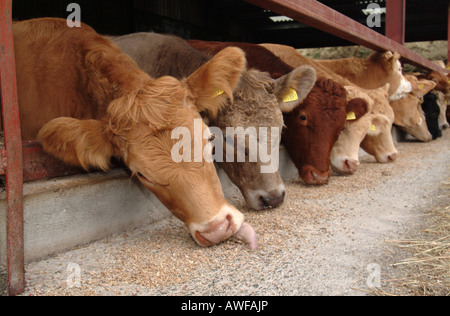 Lunga fila di bovini da carne alimentare attraverso i lati aperti farm capannone Foto Stock