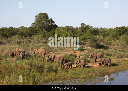 Grande mandria di elefante africano (Loxodonta africana) Foto Stock