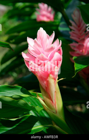 Impianto di aria o la sfera Moss fiore (Tillandsia), specie dal Bromeliad famiglia di piante (Bromeliaceae), Guyana, Sud America Foto Stock