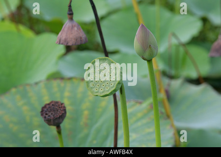 Blue Lotus o Indian Lotus (Nelumbo nucifera) teste di seme, specie dal giglio di acqua (Famiglia Nymphaeaceae), Guyana, Sud Amer Foto Stock