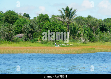 Paesaggio Shore, Lago Capoey, Guyana, Sud America Foto Stock