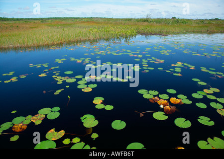 Water Lilies presso la banca del lago Capoey, Guyana, Sud America Foto Stock