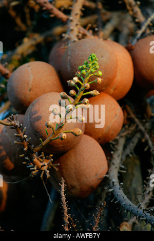 Cannonball Tree (Couroupita guianensis) frutta, Guyana, Sud America Foto Stock