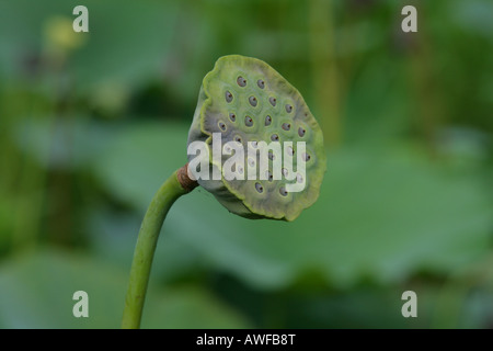 Indian- o Blue Lotus (Nelumbo nucifera) frutta, specie dall'acqua giglio famiglia di piante (Nymphaeceae), Guyana, Sud Ameri Foto Stock