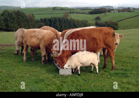 Bovini da carne alimentazione dal trogolo di metallo in campo con una cheeky pecora con verde campagna scena dietro Foto Stock