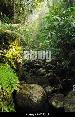 Un torrente di montagna nella foresta pluviale di Sinharaja Parco Nazionale dello Sri Lanka Foto Stock