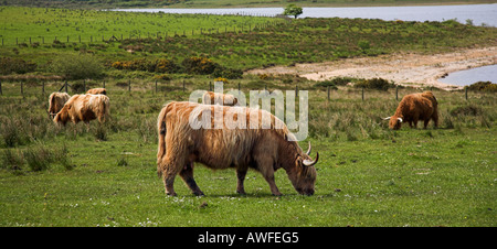 Highland bovini Colliford vicino lago a Bodmin Moor Cornovaglia Foto Stock