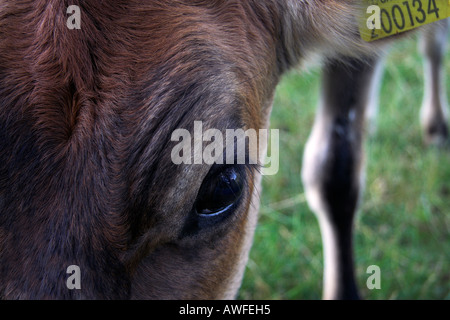 Marrone rossiccio di vitello con orecchio identificazione tag, close up Foto Stock