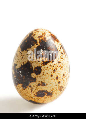 Uovo di quaglia Foto Stock