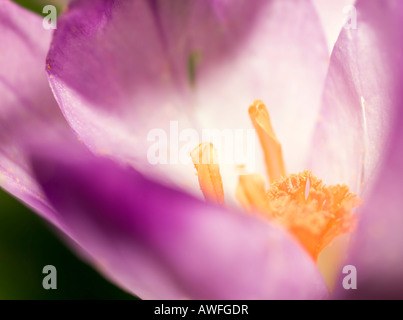 Ripresa macro di un crocus malva Foto Stock