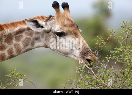 Giraffe (Giraffa camelopardalis) mangiare germogli freschi dalla cima di un albero Foto Stock