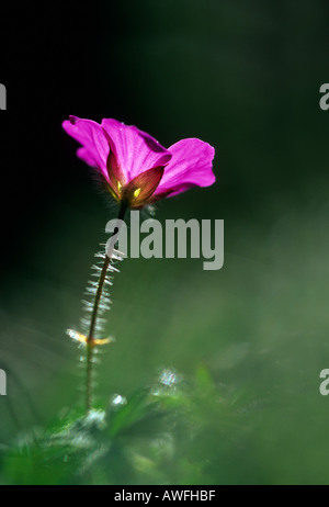 Bloody cranesbill Geranium sanguineum fiore Foto Stock