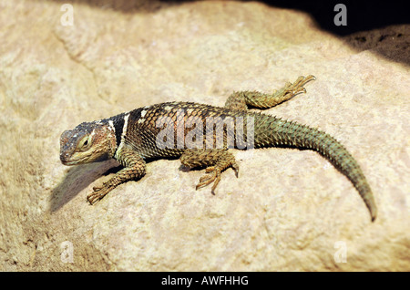 Blu lucertola spinosa (Sceloporus cyanogenys serrifer) Foto Stock