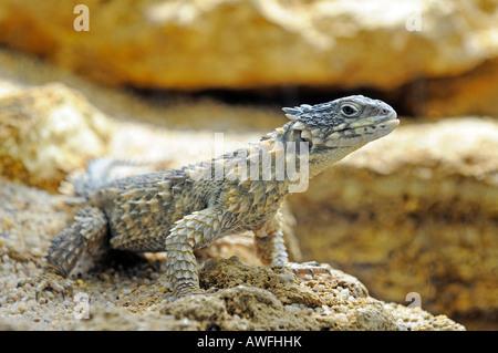 Sungazer, Giant spinoso-tailed Lucertola Gigante, Zonure o gigante cinto Lizard, Cordylus giganteus Foto Stock