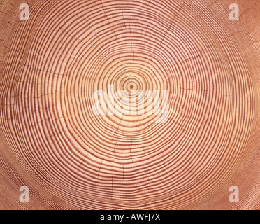 Il larice (Larix) tronco di albero della sezione: gli anelli di un albero Foto Stock