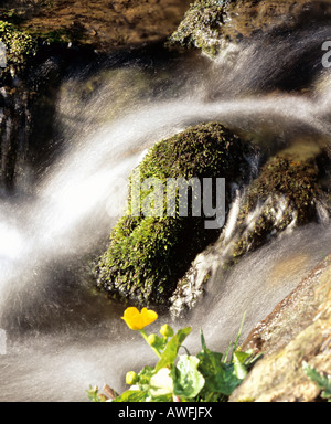 Kingcup o Marsh Calendula (Caltha palustris) crescente a fianco di una piccola cascata in un torrente di montagna Foto Stock