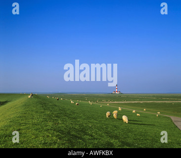 Allevamento di ovini con Westerheversand faro in background, Westerhever, penisola di Eiderstedt, Schleswig-Holstein, Germania Foto Stock
