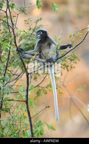 Dusky Langur nella foresta pluviale del monsone, a sud-ovest della Thailandia Foto Stock