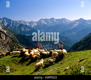 Allevamento di pecore in un prato con una vista del picco Pleissenspitze (sinistra), Sollsteine (centrale) e il picco Erlspitze (ri Foto Stock