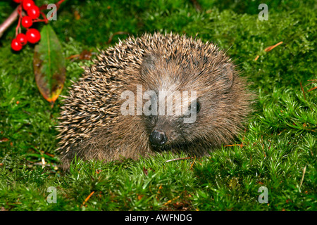 Giovani riccio in autunno (Western Riccio) (European Riccio) Foto Stock