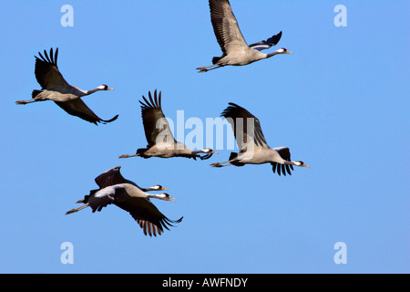 Flying gru comune (grus grus) - Parco Nazionale di Vorpommersche Boddenlandschaft, Meclemburgo-Pomerania Occidentale, Germania, Europa Foto Stock