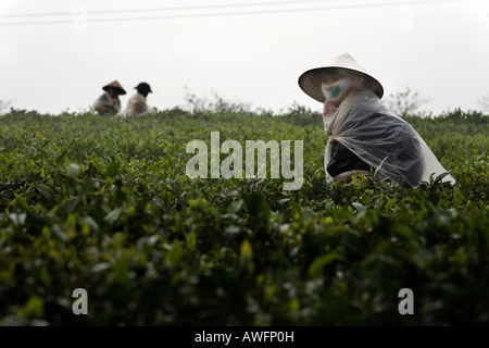 Raccoglitori di tè su una di proprietà dello Stato la piantagione di tè, Tieu Khu 69, figlio La Provincia, Vietnam Asia Foto Stock