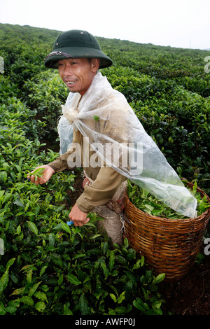 Raccoglitrice di tè su una di proprietà dello Stato la piantagione di tè, Tieu Khu 69, figlio La Provincia, Vietnam Asia Foto Stock