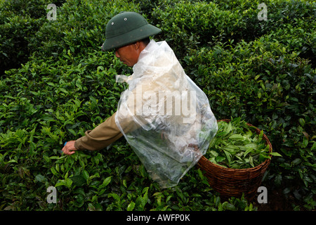 Raccoglitrice di tè su una di proprietà dello Stato la piantagione di tè, Tieu Khu 69, figlio La Provincia, Vietnam Asia Foto Stock