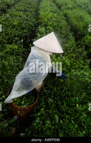 Raccoglitrice di tè su una di proprietà dello Stato la piantagione di tè, Tieu Khu 69, figlio La Provincia, Vietnam Asia Foto Stock